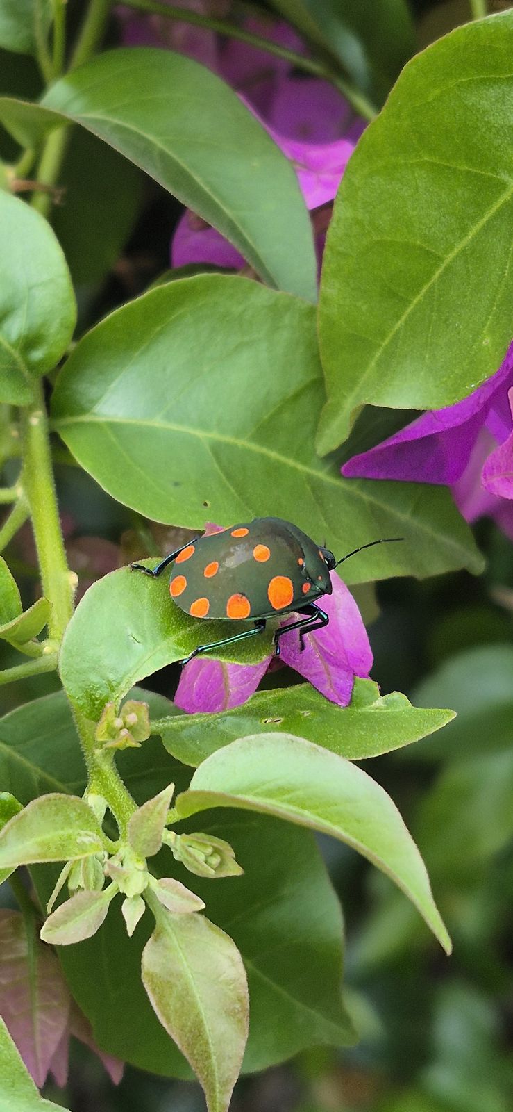 花の葉にとまるオレンジの斑紋の甲虫